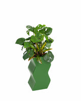 Curvy Planter - PIECES by An Aesthetic Pursuit