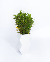 Zig-Zag Planter - PIECES by An Aesthetic Pursuit