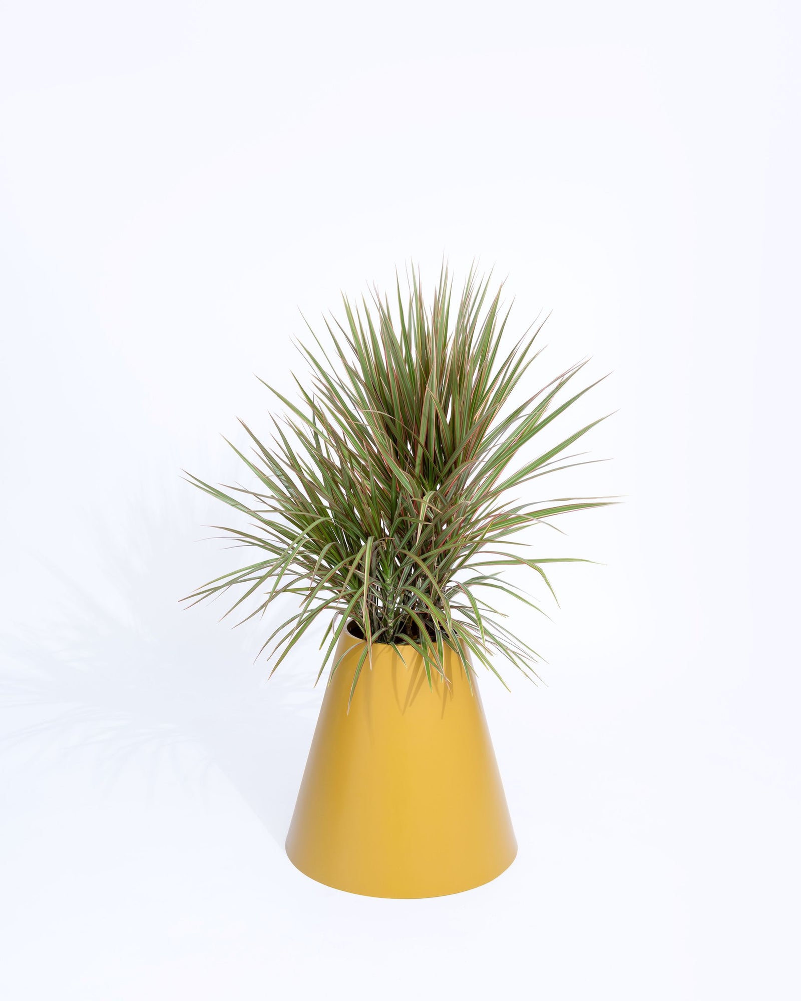 cone planter pot Cone Planter, Mustard at Design Within Reach